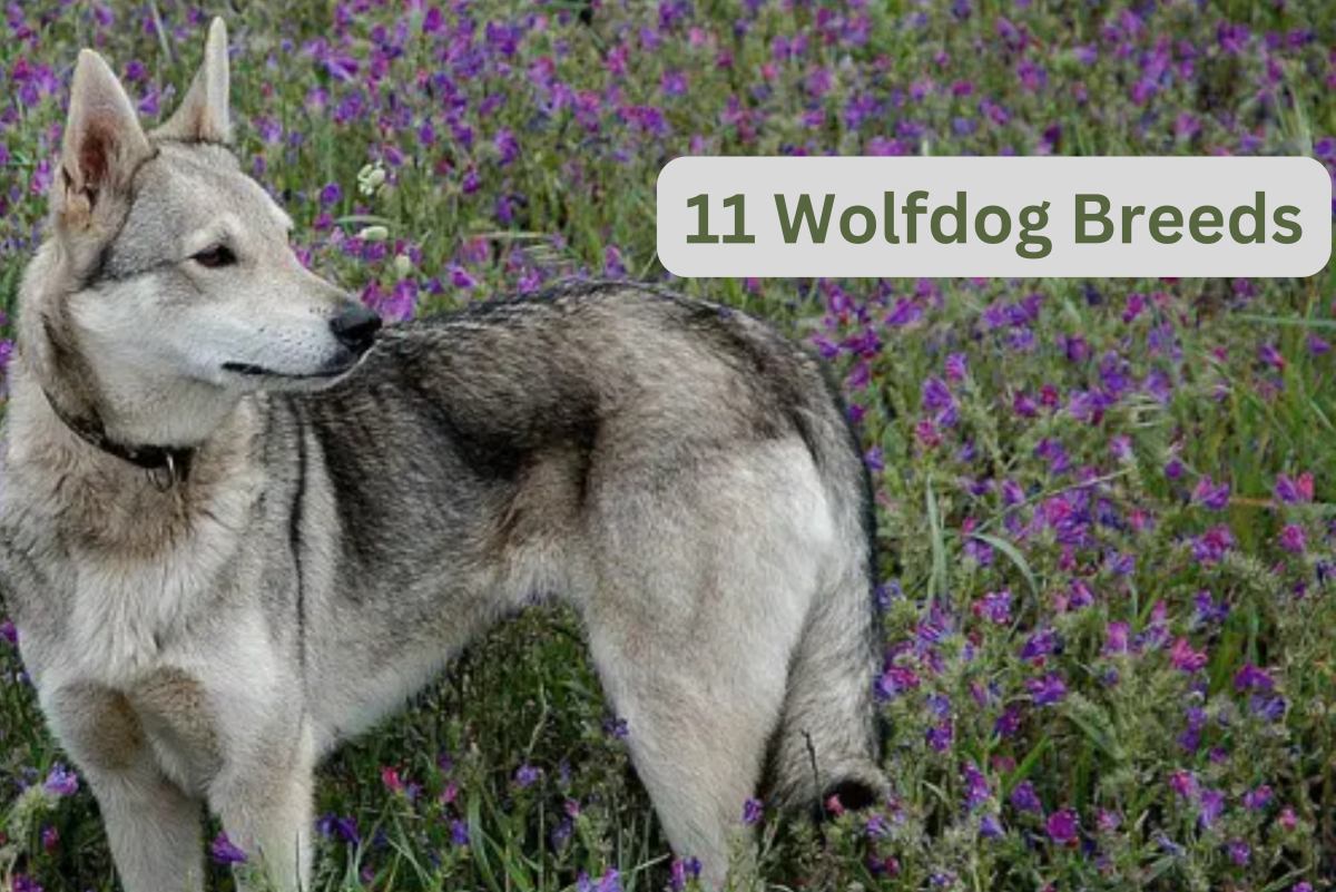 What Is The Friendliest Wolf Breed? Exploring The Most Gentle Canine Alphas