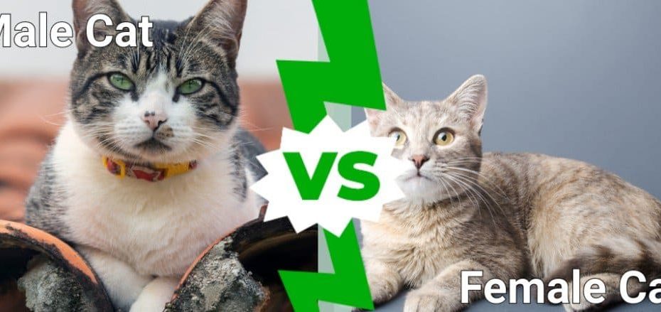 Male Vs Female Cats: 4 Key Differences Explained - Az Animals
