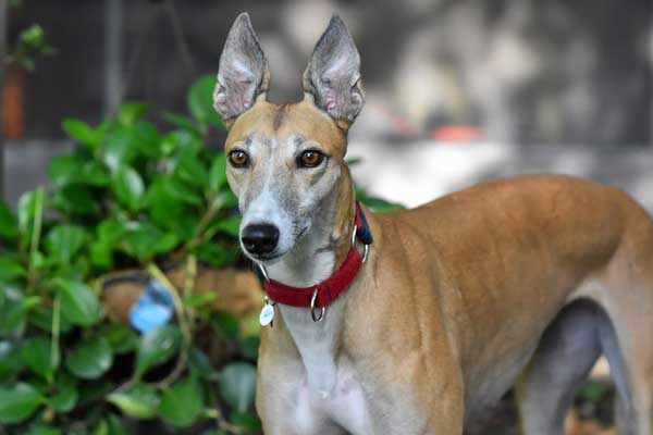 Do Greyhounds Bark? Shockingly Surprising Answers Unveiled - Greyhound Pets
