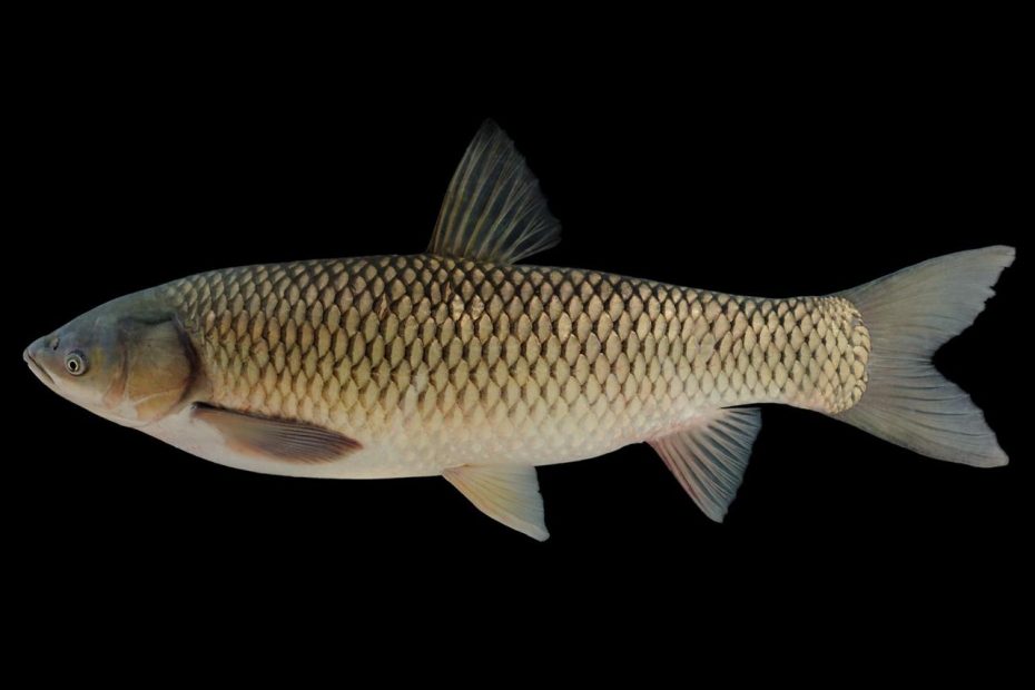Grass Carp For Weed Control | Missouri Department Of Conservation