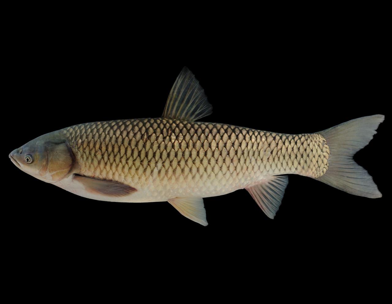 Grass Carp For Weed Control | Missouri Department Of Conservation