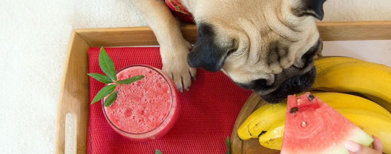 Why Do Dogs Hate Lemon? Unveiling The Canine Citrus Conundrum