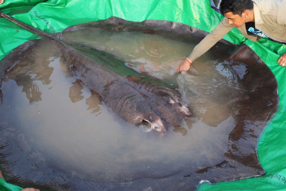 Cambodian Catches World'S Largest Recorded Freshwater Fish, Scientists Say  : Npr