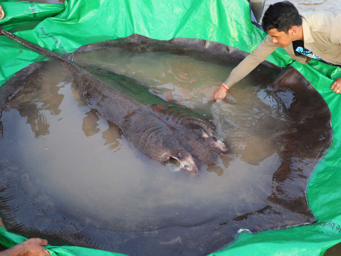 Cambodian Catches World'S Largest Recorded Freshwater Fish, Scientists Say  : Npr