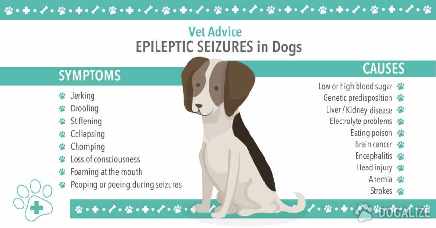 Can A Dog Die From A Seizure? | Prana Pets