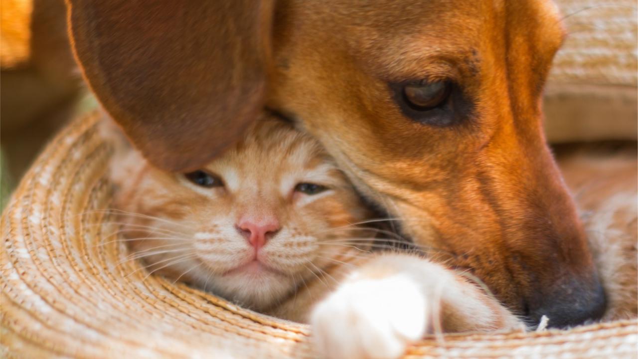 Dog'S Adorable Reaction After Cat Comes Over For Cuddle Goes Viral