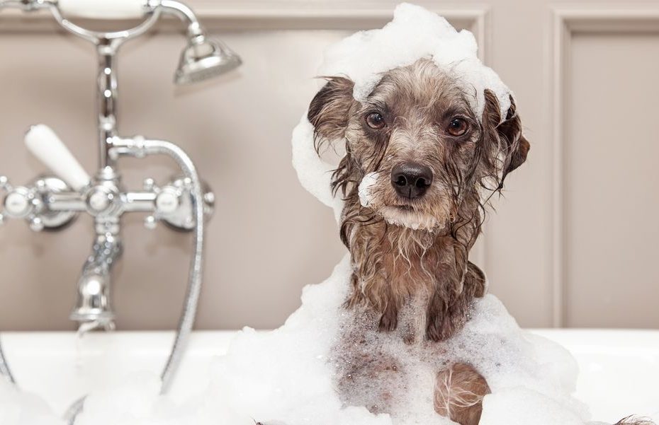 How To Bathe A Dog - How To Wash A Dog At Home, According To A Vet