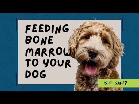 Feeding Bone Marrow to your Dog - Is it Safe