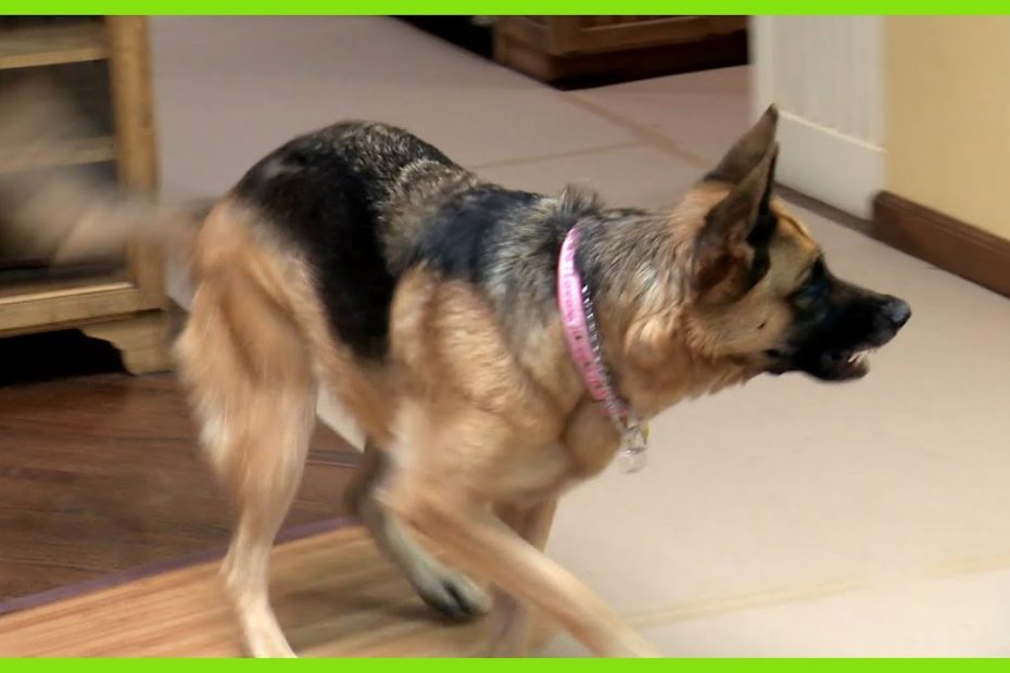 Aggressive German Shepard Problem - Solved By Cesar Millan - Youtube