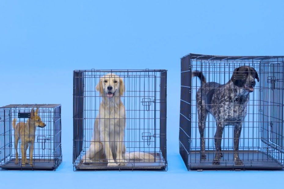 Dog Crate Size: What Size Dog Crate Is Best? | Chewy - Youtube