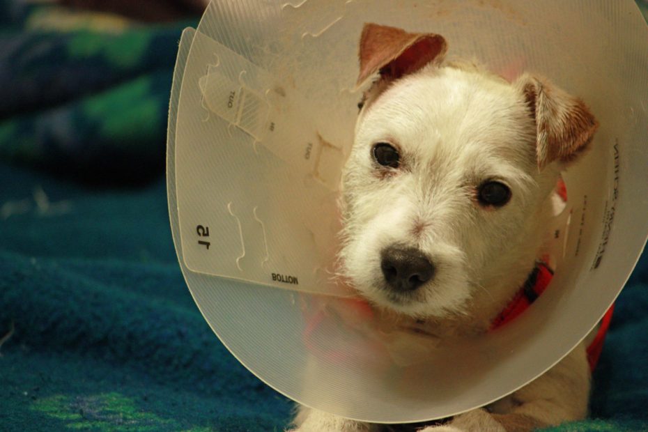 Do Pets Need To Stay Overnight After Neutering Or Spaying? - Pethelpful