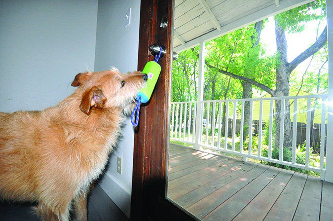 How To Train Your Dog To Go To The Bathroom Outside - Whole Dog Journal