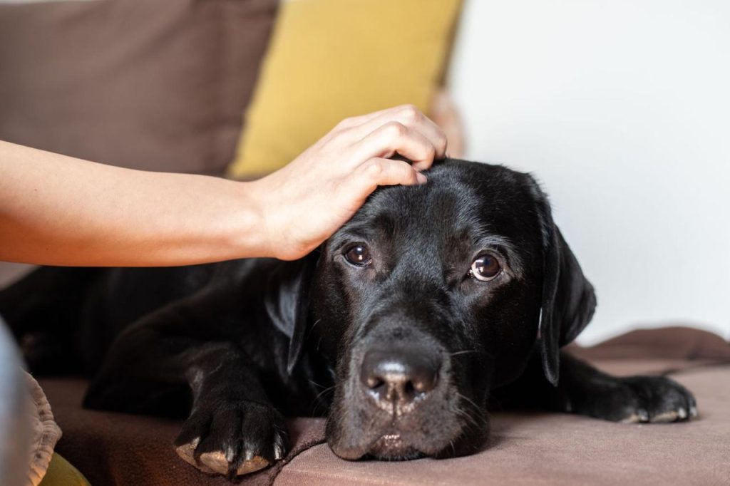 Do Dogs Get Upset When You Board Them? Understanding Canine Emotions