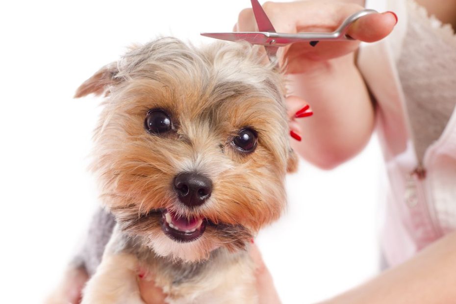 How Often Should I Get My Dog'S Hair Cut?